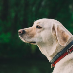 Dog Poop Pickup in Genoa Michigan