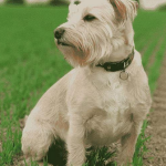 Dog Poop Pickup in Genoa Michigan