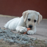 Dog Poop Pickup in Genoa Michigan